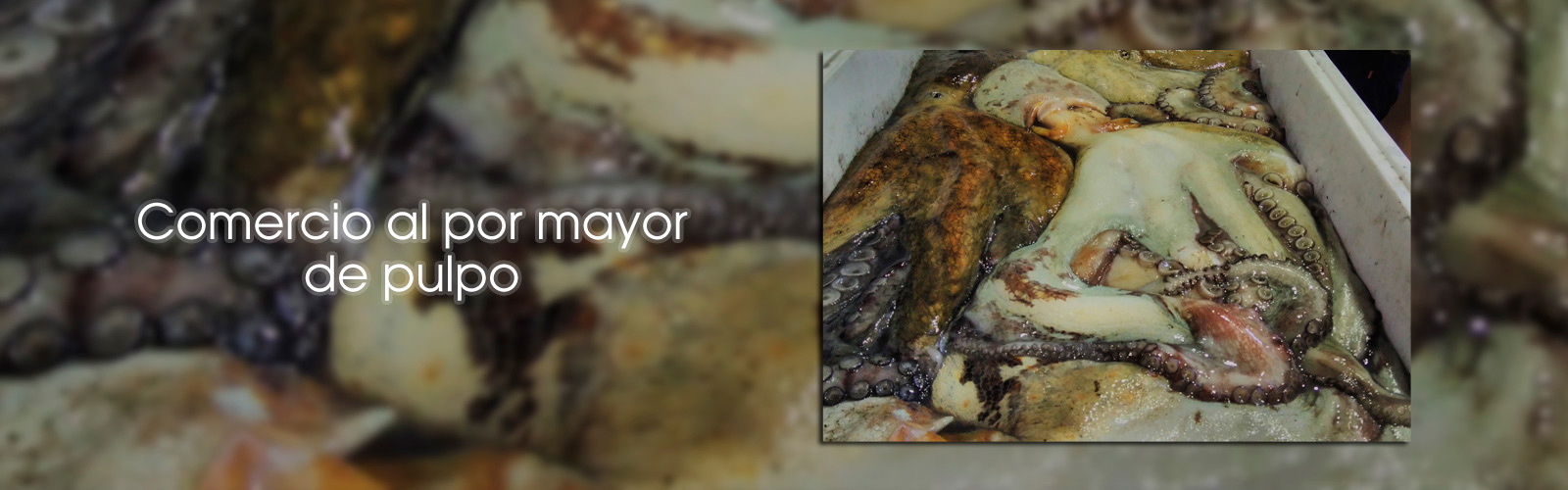 Galiciamar, S.A. pulpo texto