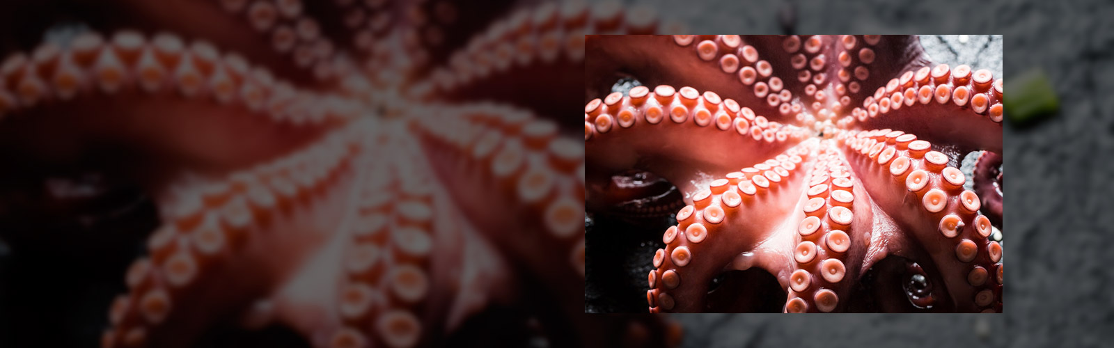 Galiciamar, S.A. pulpo